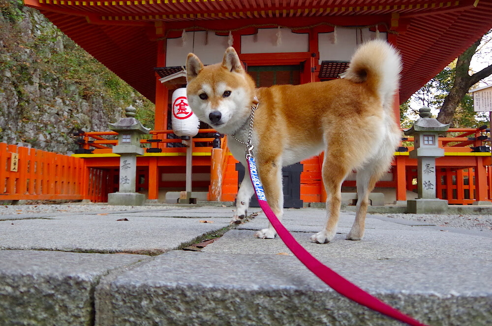 开云官方网页登录-逆境中的“战神”逆袭：那些逆转乾坤的英雄传奇，逆境成就英雄