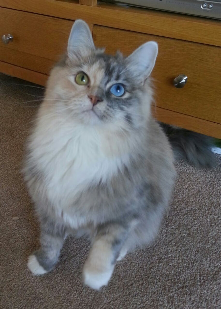 kaiyun网站-威廉姆斯在柔道比赛中展现出顽强拼搏精神，威廉姆斯ufc