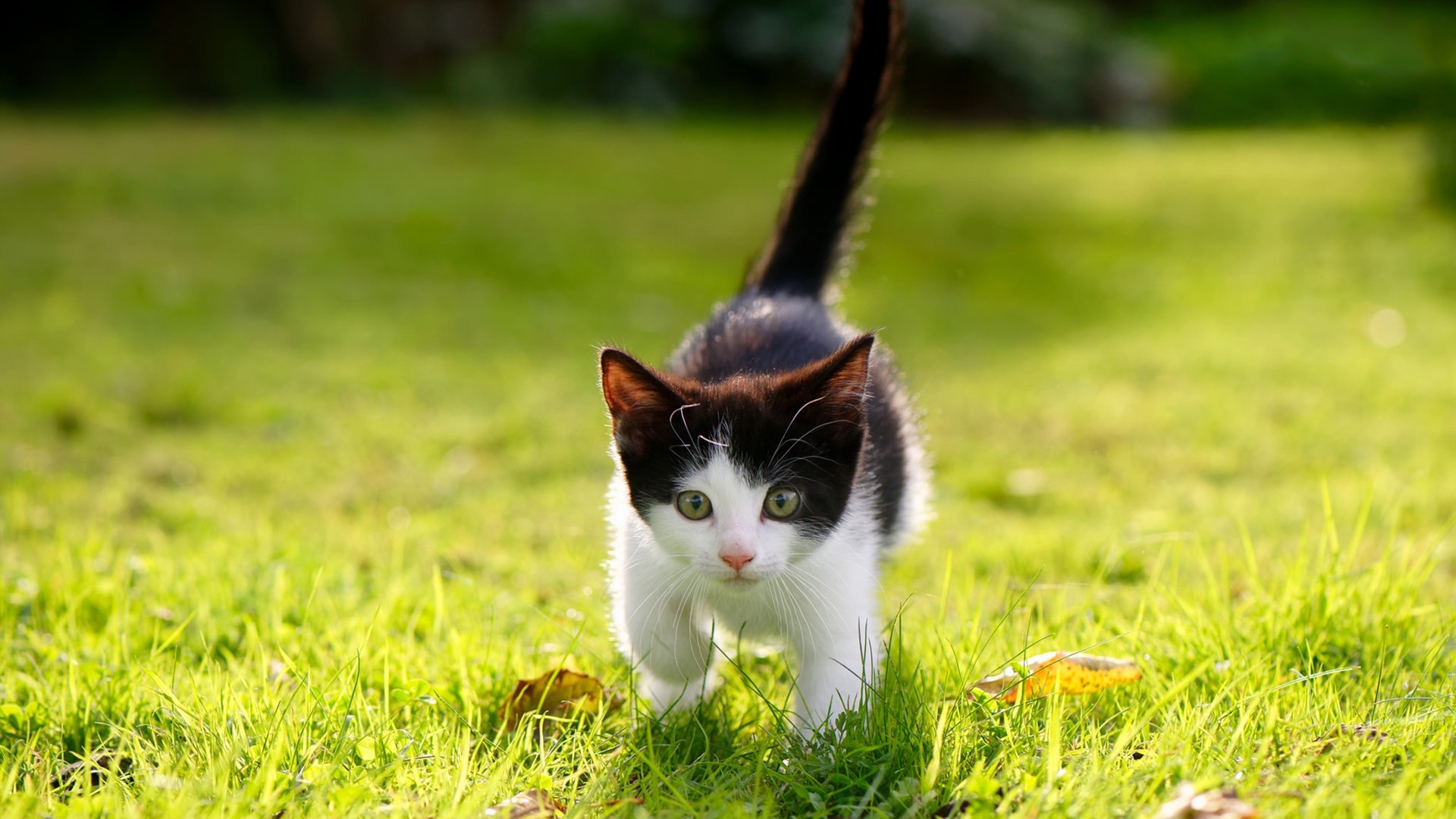 拜仁慕尼黑豪取胜利,继续领跑德甲积分榜,拜仁慕尼黑德国杯