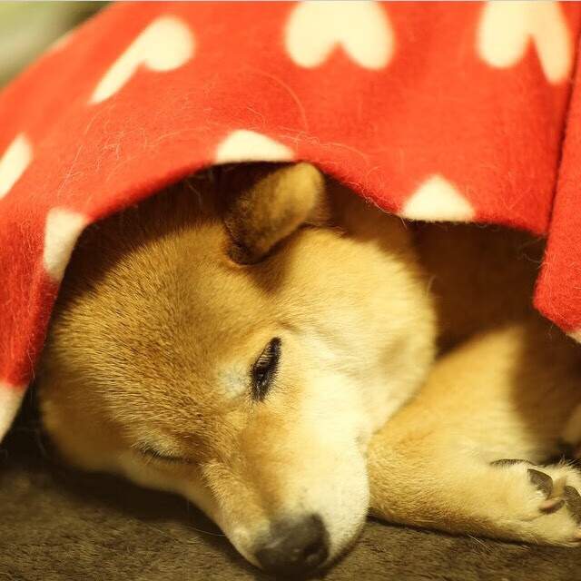 KAIYUNAPP-波兰队未来展望：加强国内青训资源，挖掘潜力球员，波兰队的