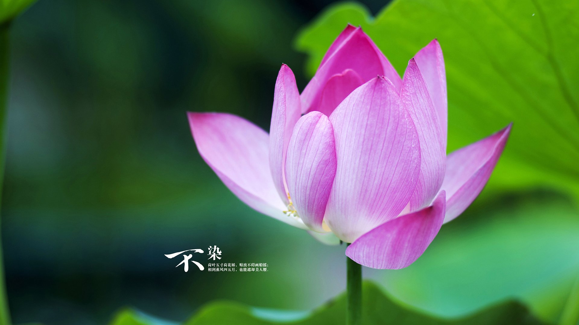 开云入口-克洛普战术革新，带领利物浦追求更高荣誉