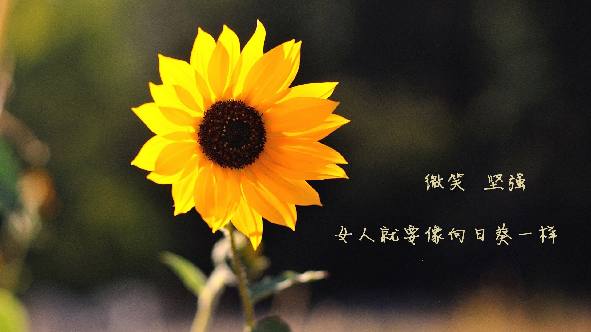 开云·体育官网APP下载-德甲裁判新规解读与争议，德甲现场