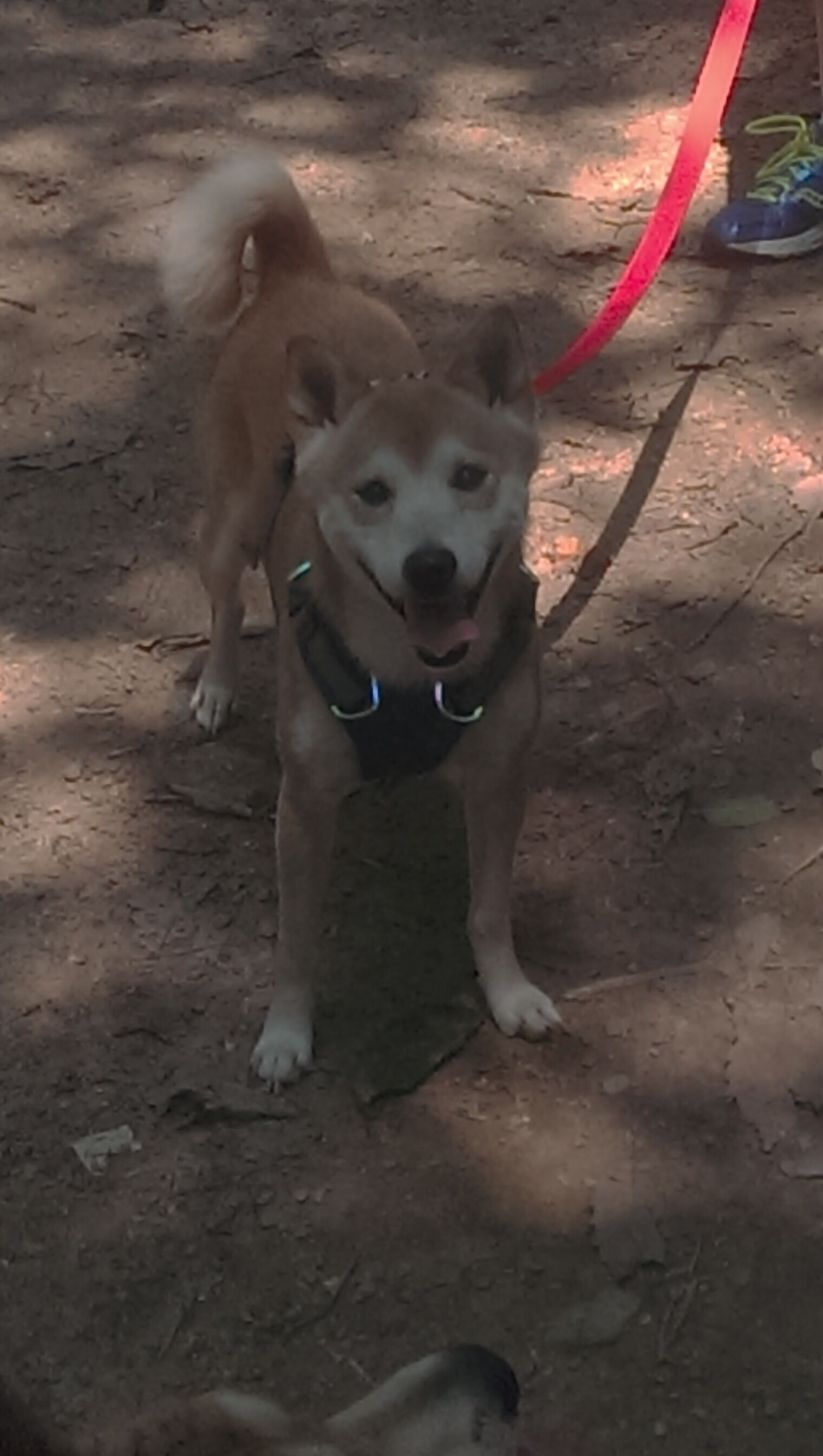日本女篮在亚洲锦标赛中表现出色,迈向奥运梦想,日本女篮亚洲杯篮球赛2021赛程